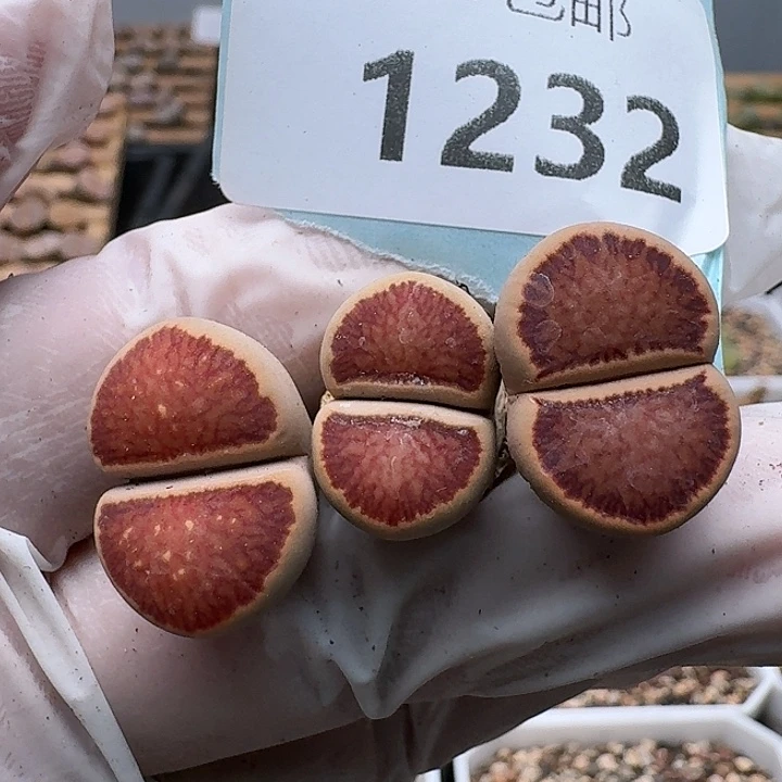 12132清框特价红窗菊