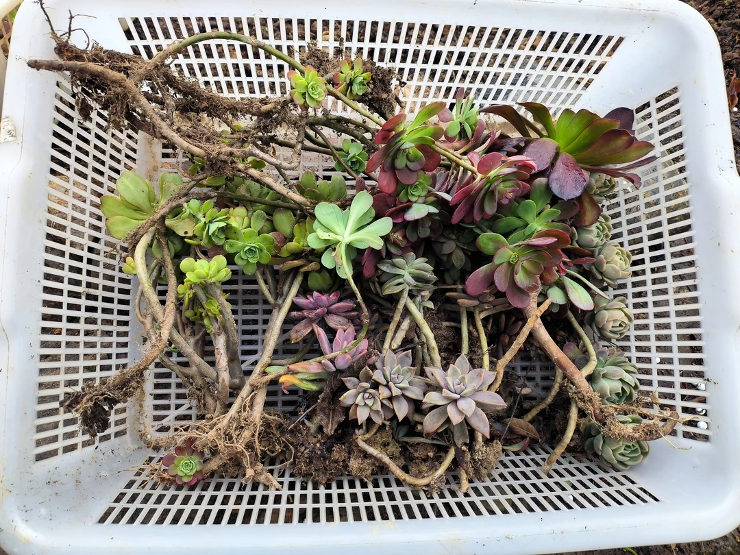 多肉地栽老庄012