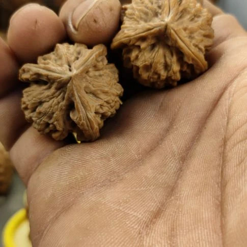 大***ⁱ大叶紫檀（黑酸枝木类）盘山三棱核桃