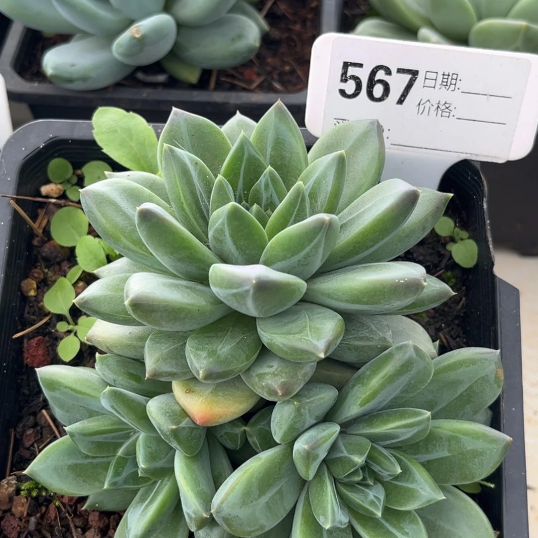 美人系多肉植物567