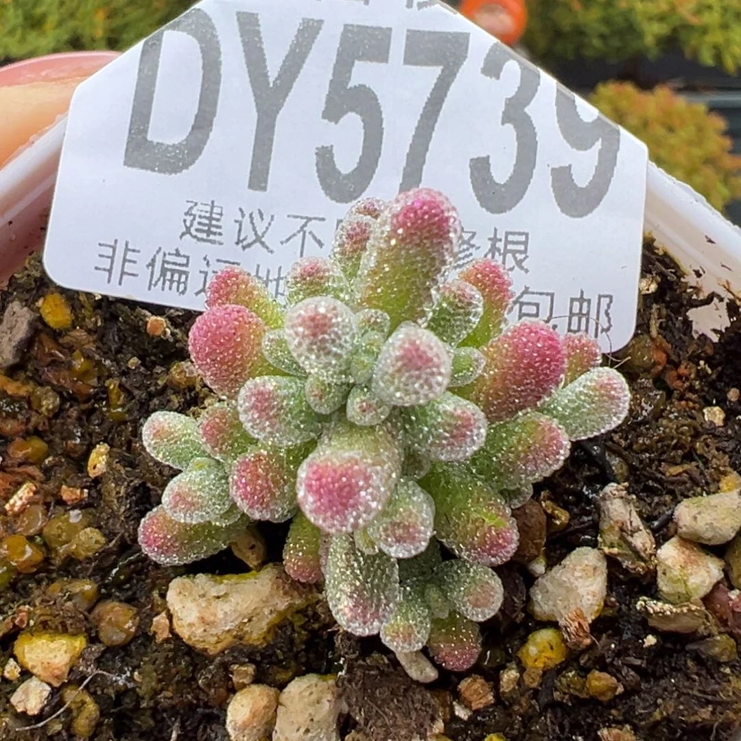 dy5739实生粉冰晶冠幅2.8cm