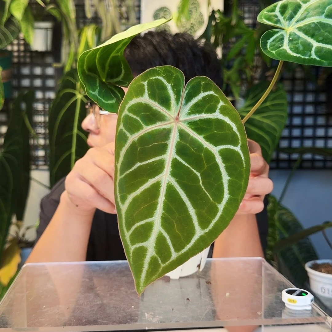 不开花植物D159红水晶杂绿丝绒