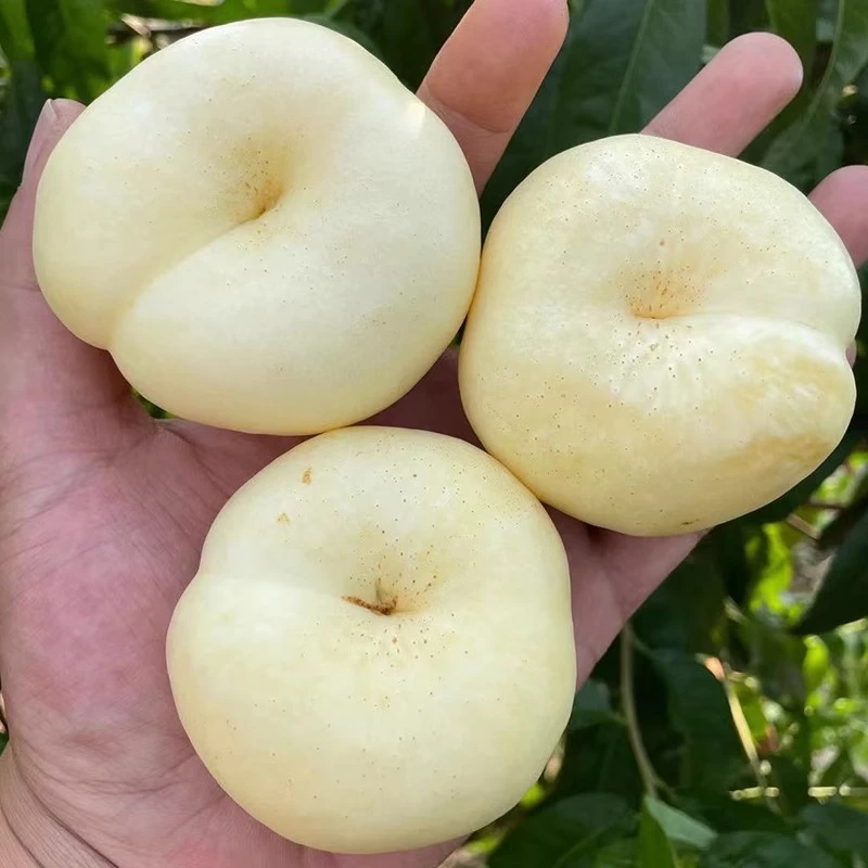 【展卉】山东蒙阴奶油蟠桃4.5斤单果130g+