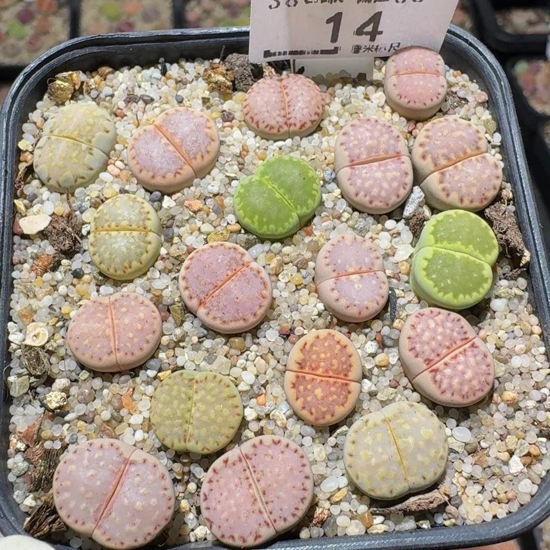 zzZz生石花肉锥14