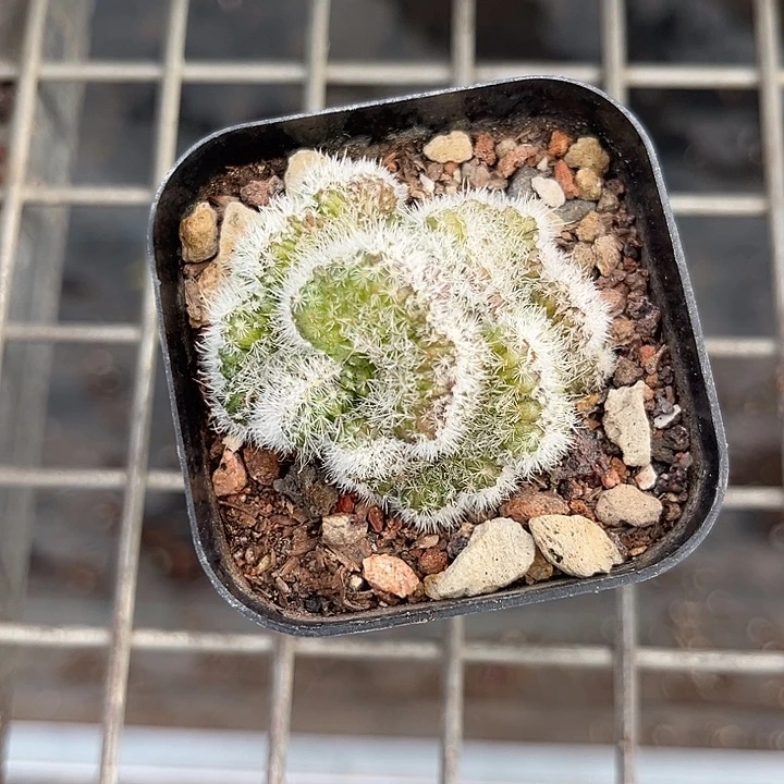 我也不知道我为什么要这样