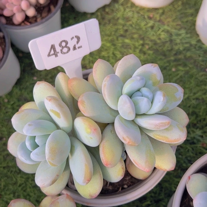 健健康康平平安安