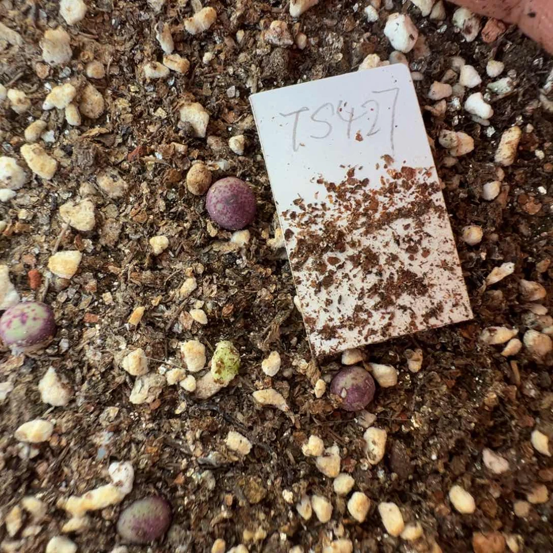 量拍园艺TS427小红嘴小苗一颗