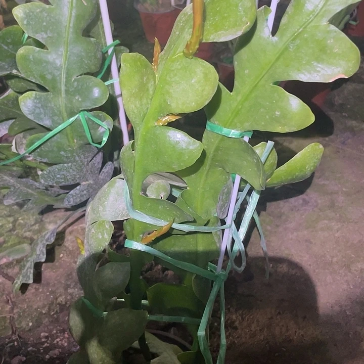 令箭荷花锯齿湘潭