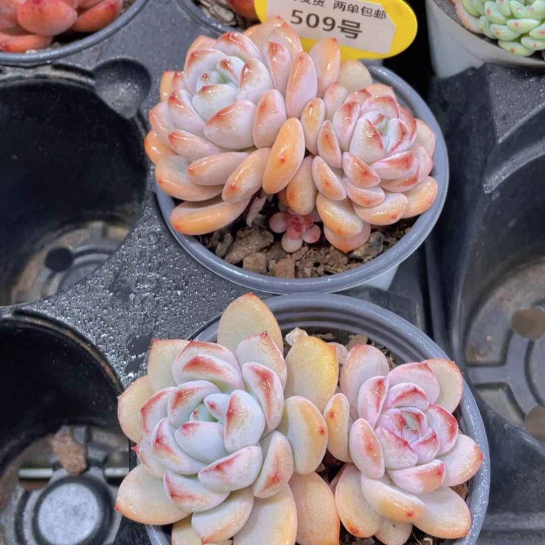 509号 飘枝星星雪一个