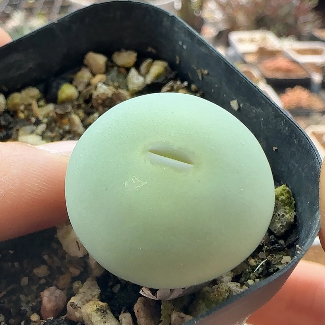 y****y28包邮脱土发货29520