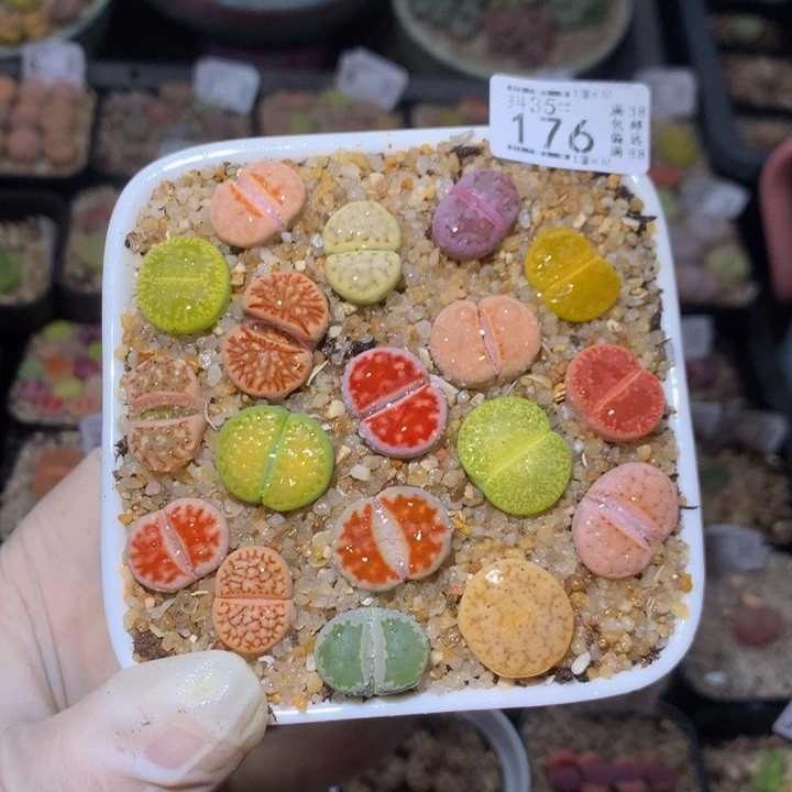 精品生石花35.176