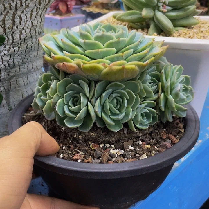 一物一拍一物一拍