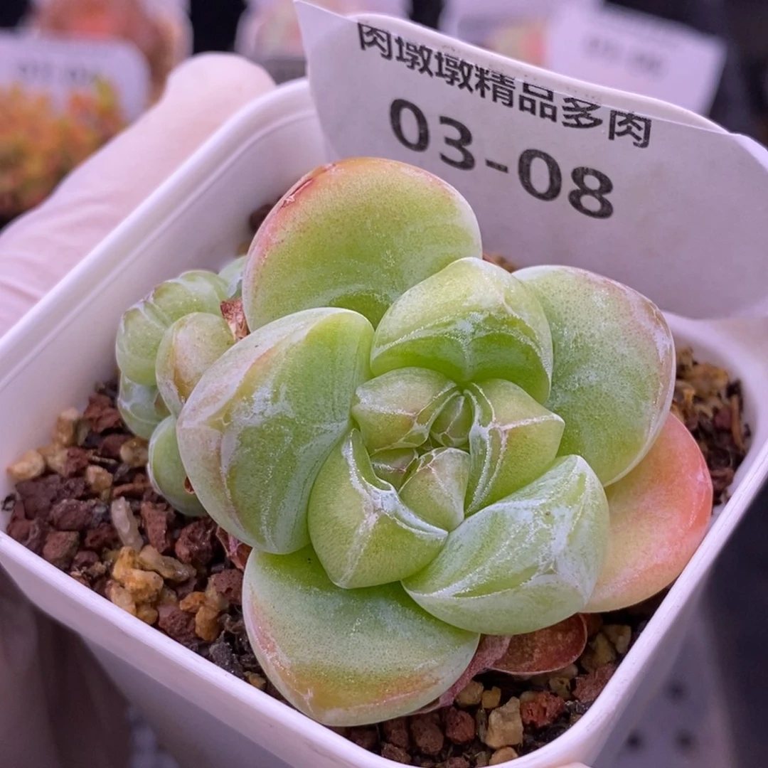 【闪购商品】03-08