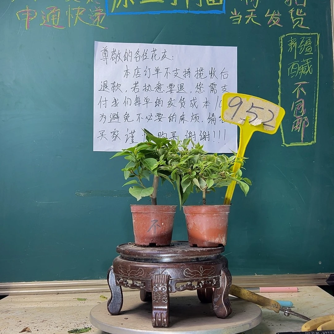 当前无花栽培后可以开花不甜西瓜掌中宝 少女心掌中宝 952