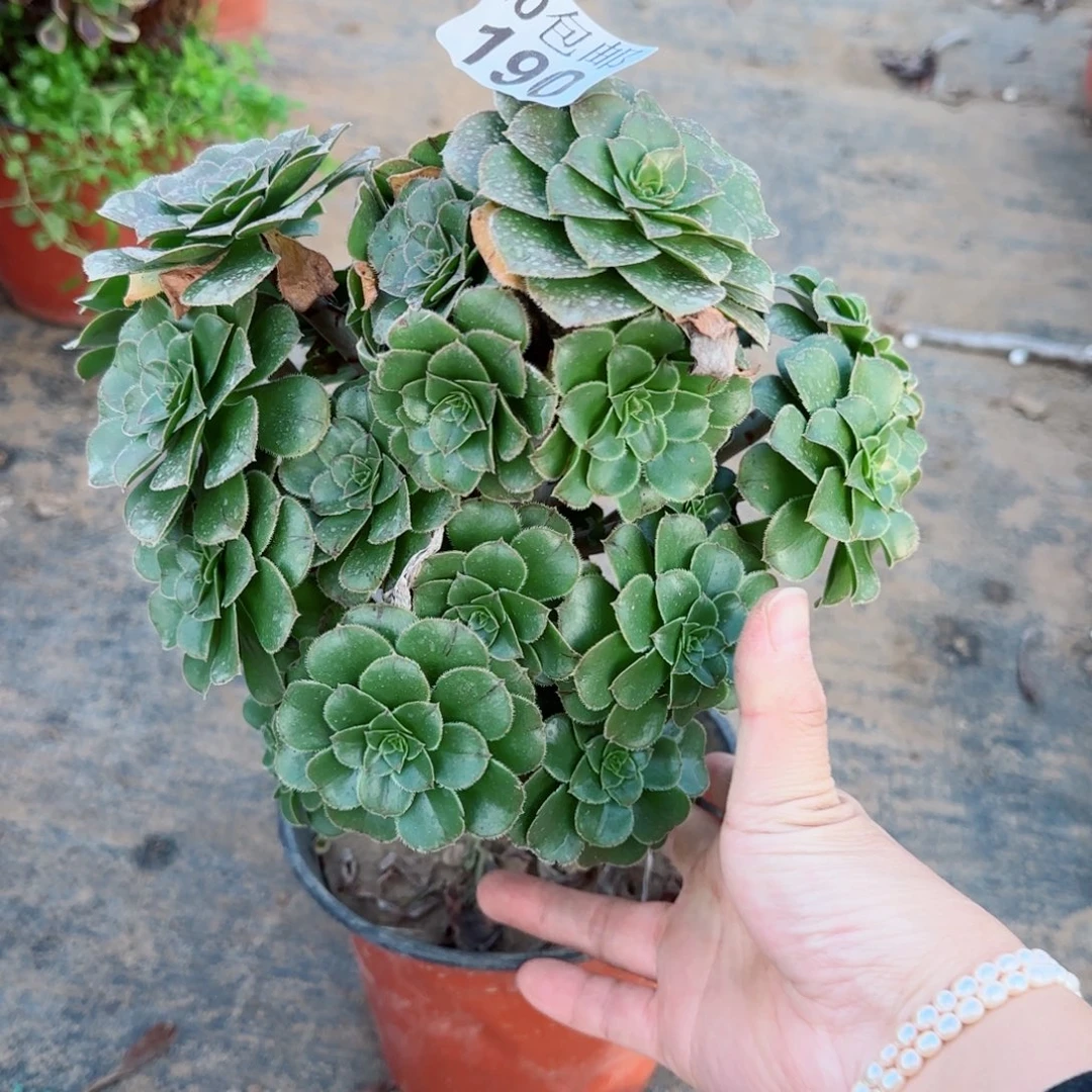 绿豆190满20包邮断枝不包