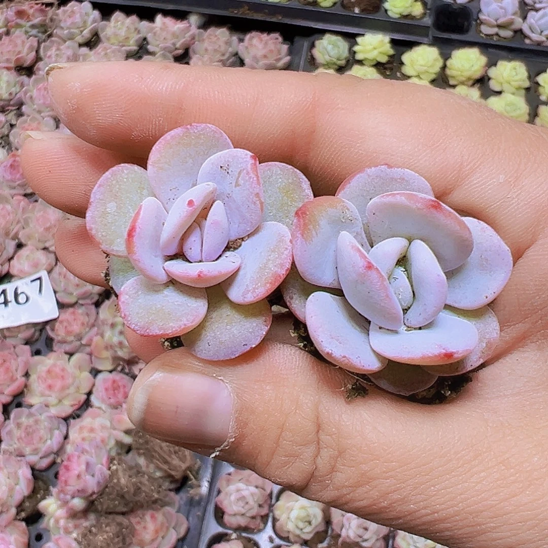 雪莲苗5个19包邮多肉