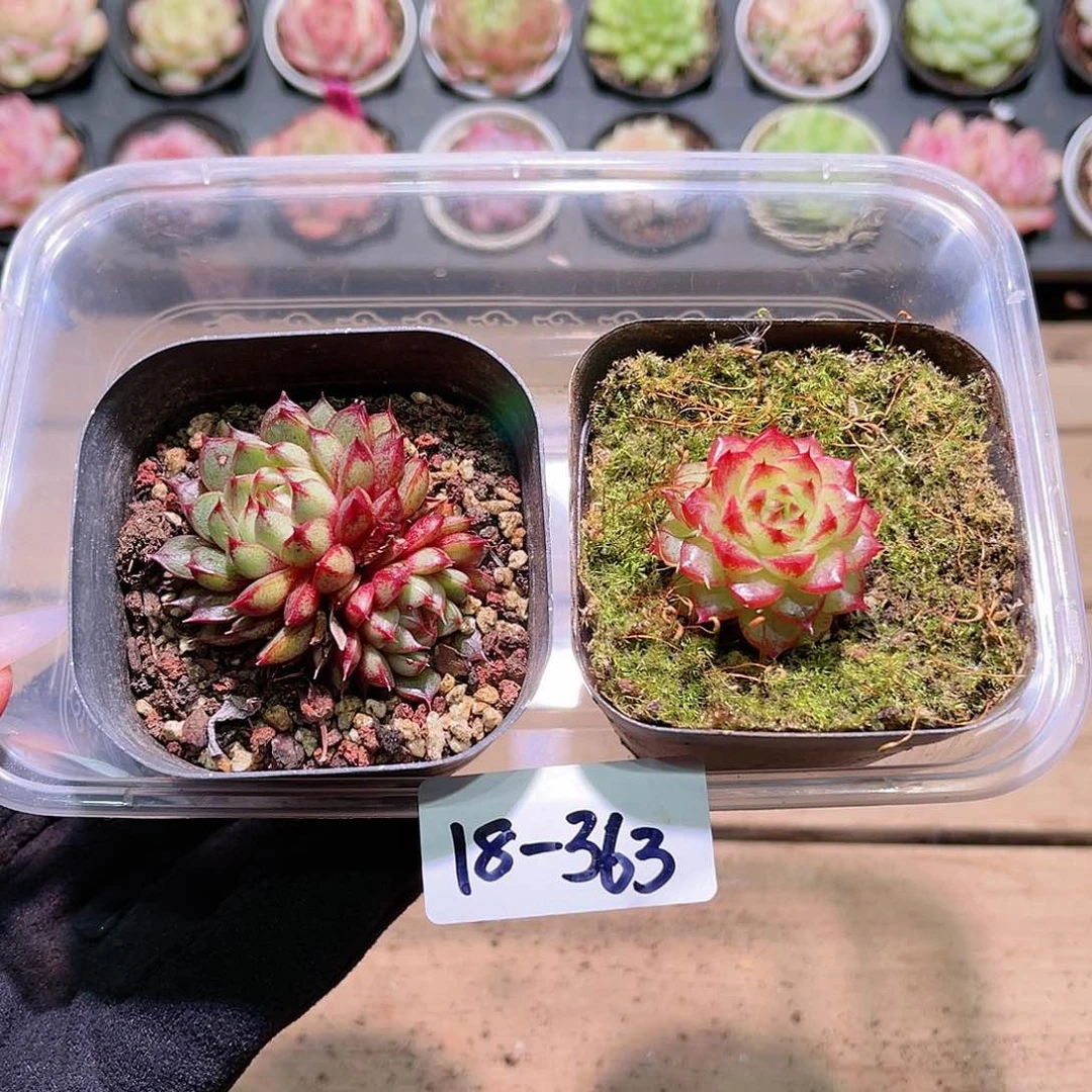 花利美18-363猫眼石➕新品