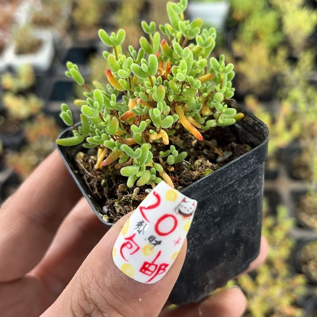 蜜叶糖球枝干番杏带盆