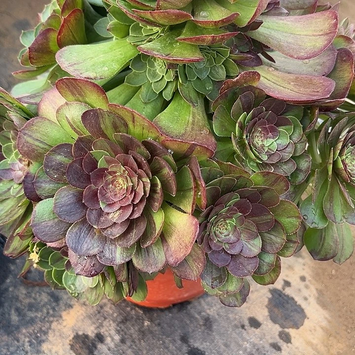 贞**上2.23-17花月夜多肉