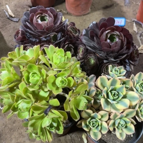 848多肉植物组合