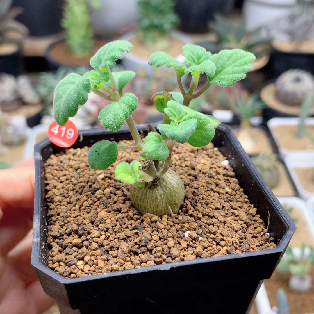 爱氏延命草多肉带盆419