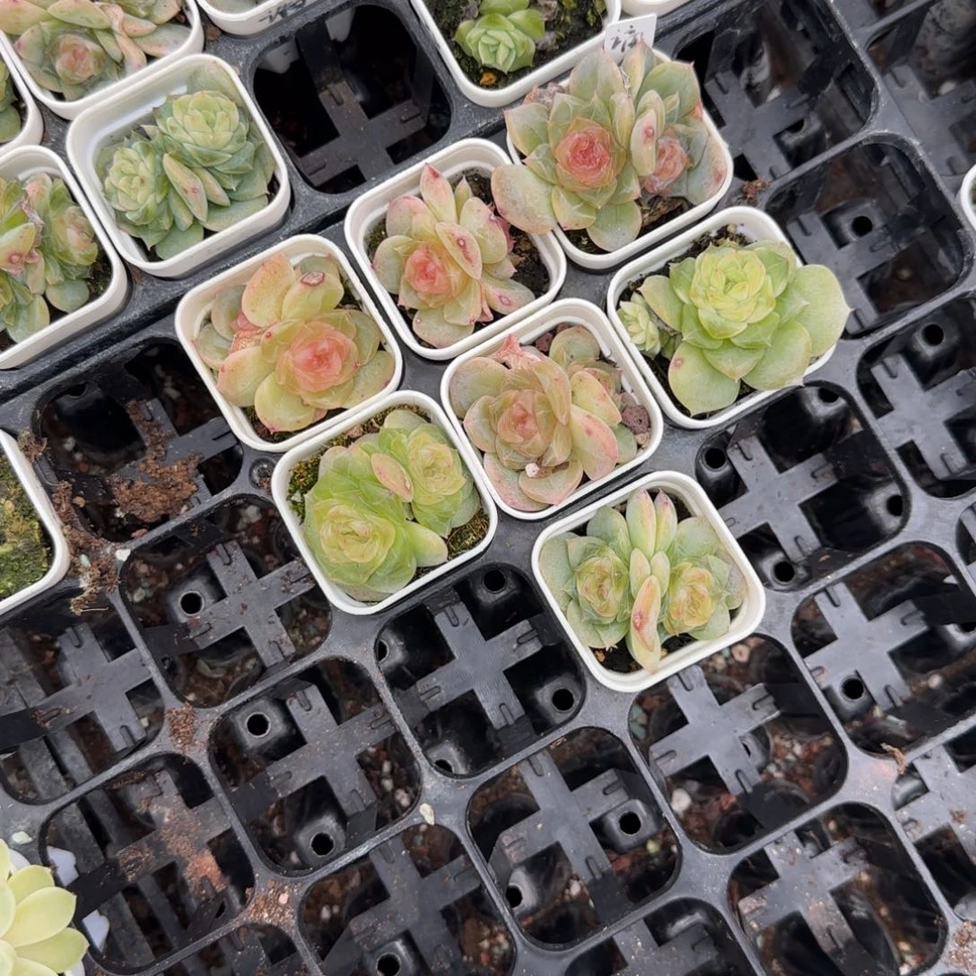 粉谪仙盆一个满25包邮