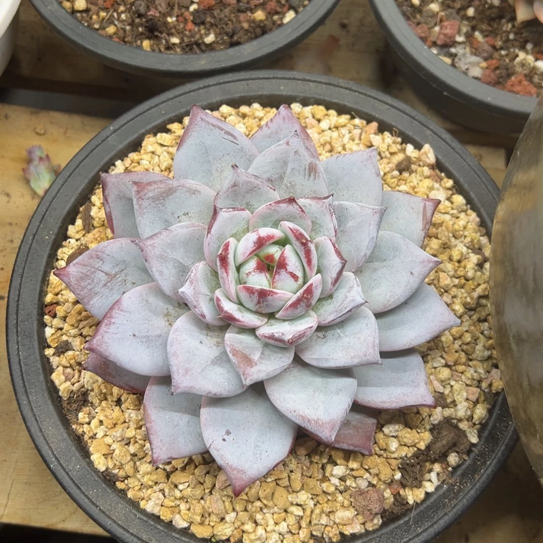 祖母绿 单头 夏鸣园艺