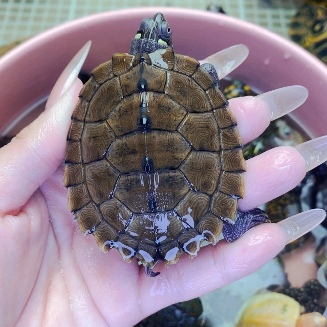 不分公母宠物龟走****c地图