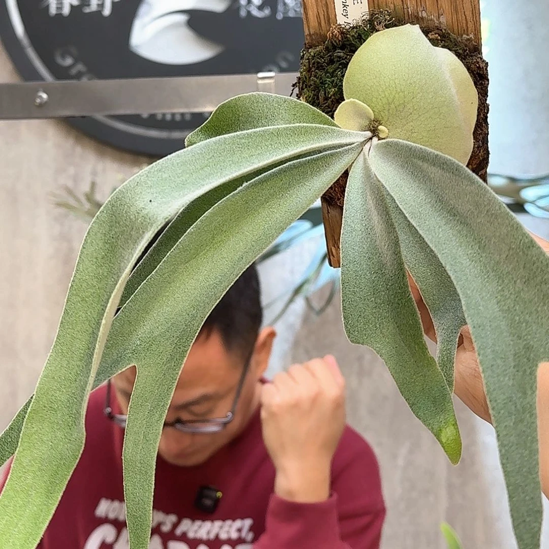 不开花植物猴王鹿角蕨书签板