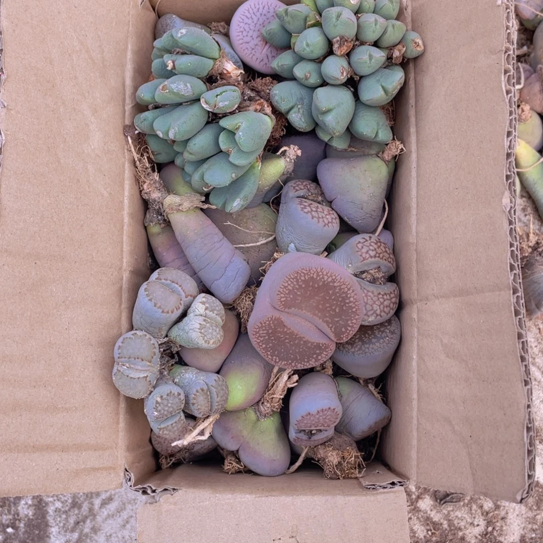 一箱母本8888888888