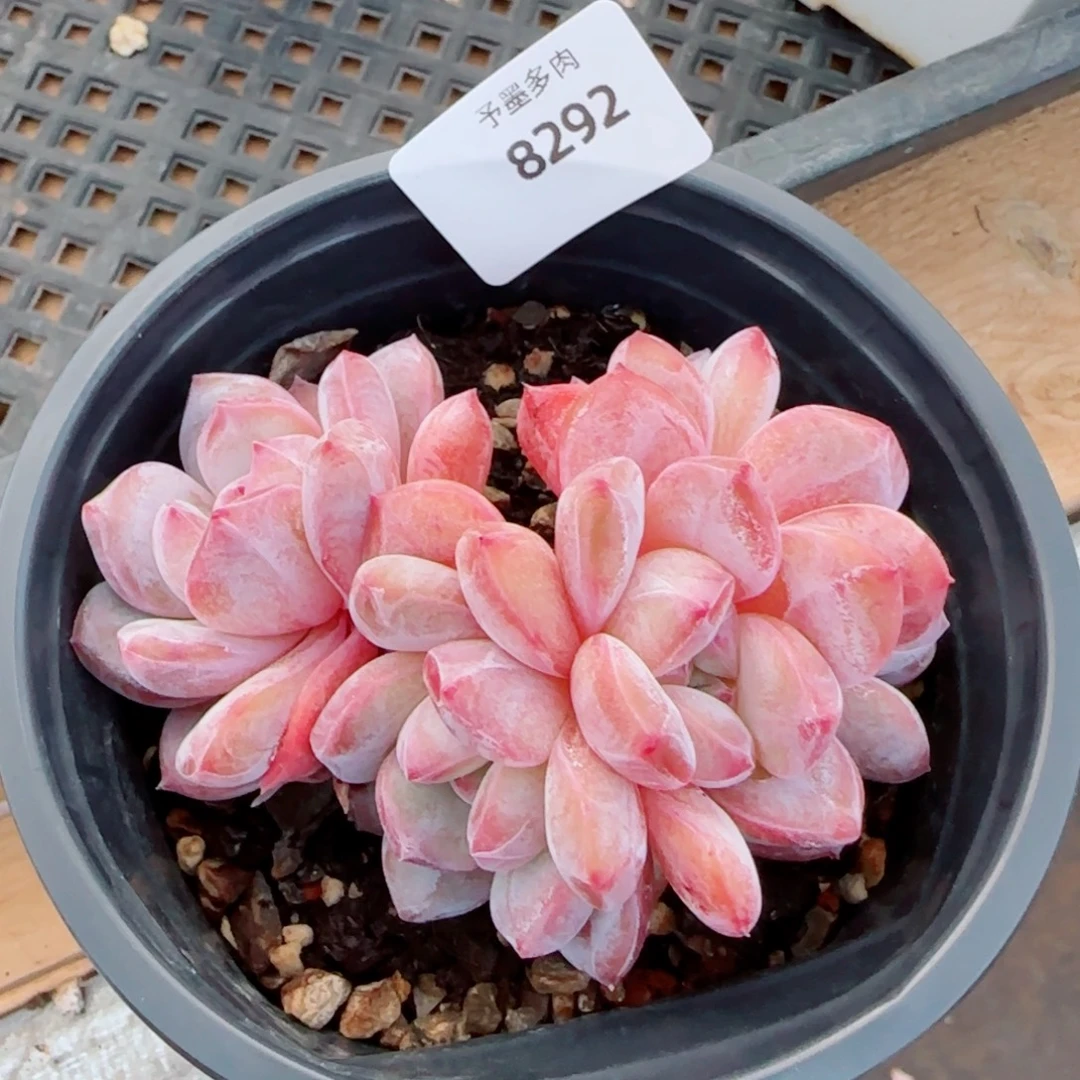 星影，8292多肉植物