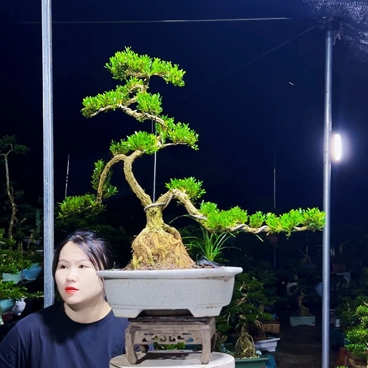 无花朵黄杨木
