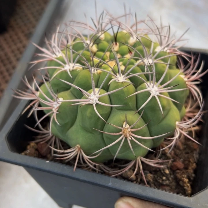 新天地来了处理一下