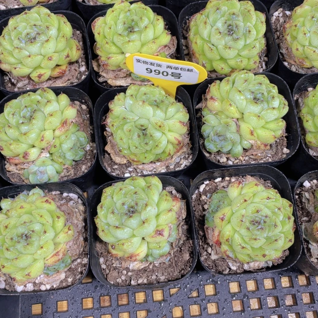 990号 黑森林精品一个