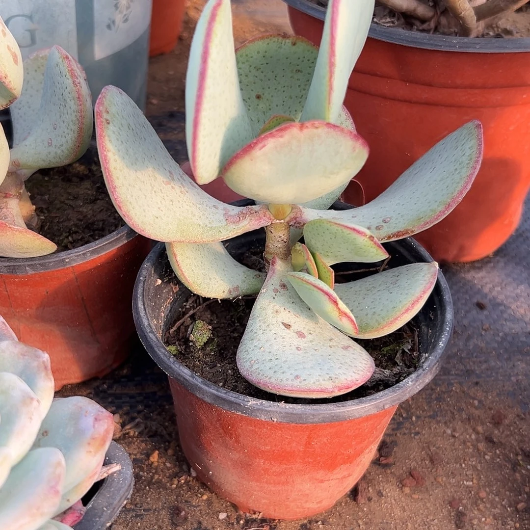 多肉植物蓝鸟花月