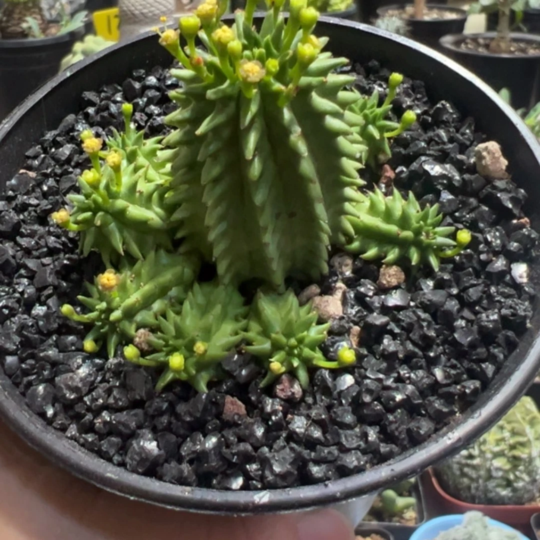 海胆大戟带盆11111111