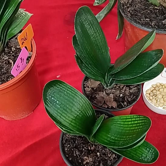 完全开放君子兰麻脸苗