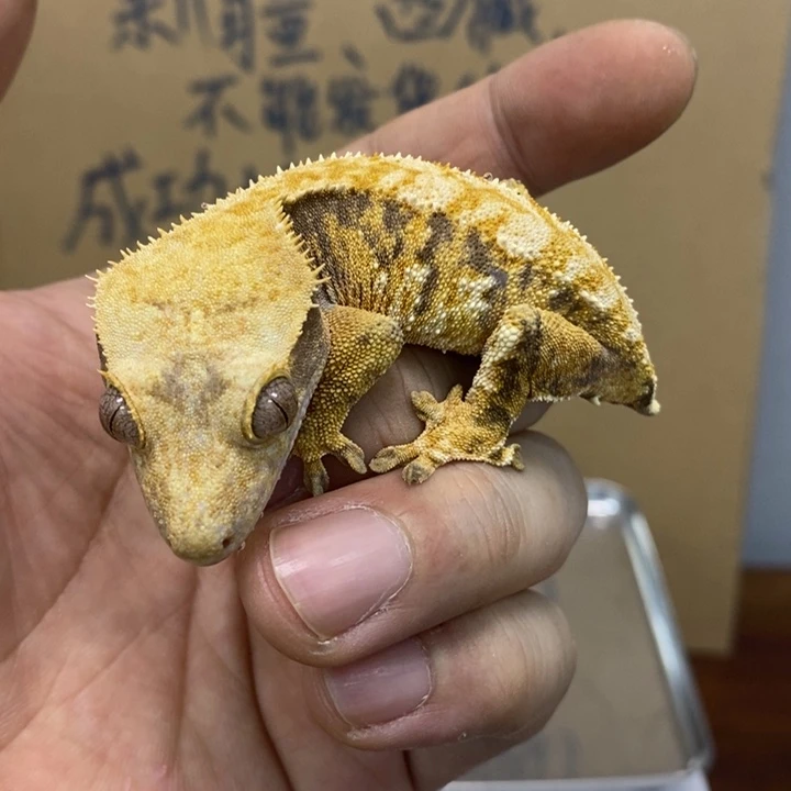 睫角守宫2025.12.1一号