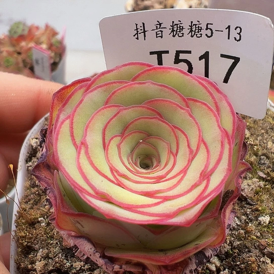 无花朵绝色x黄金模特 517 517 517