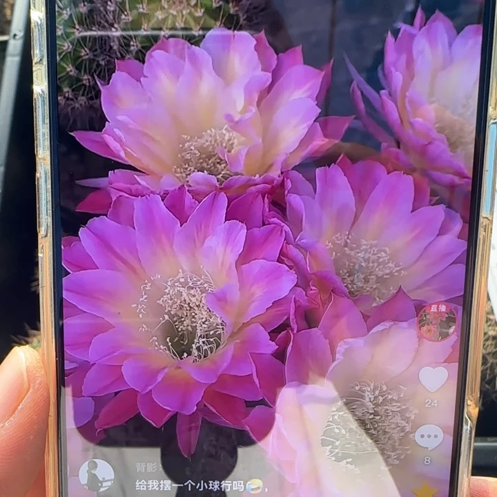 马已无根侧芽四公分左右歪
