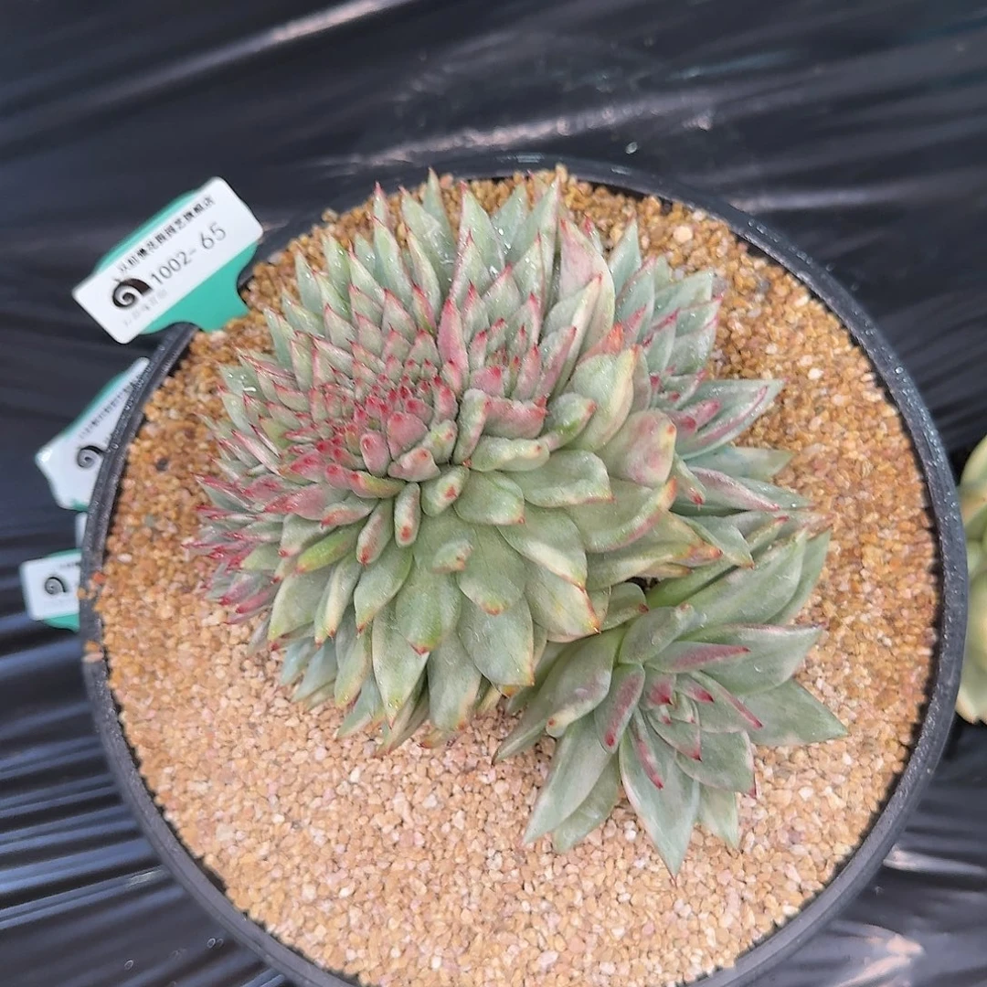 从前慢东云新品1002-65