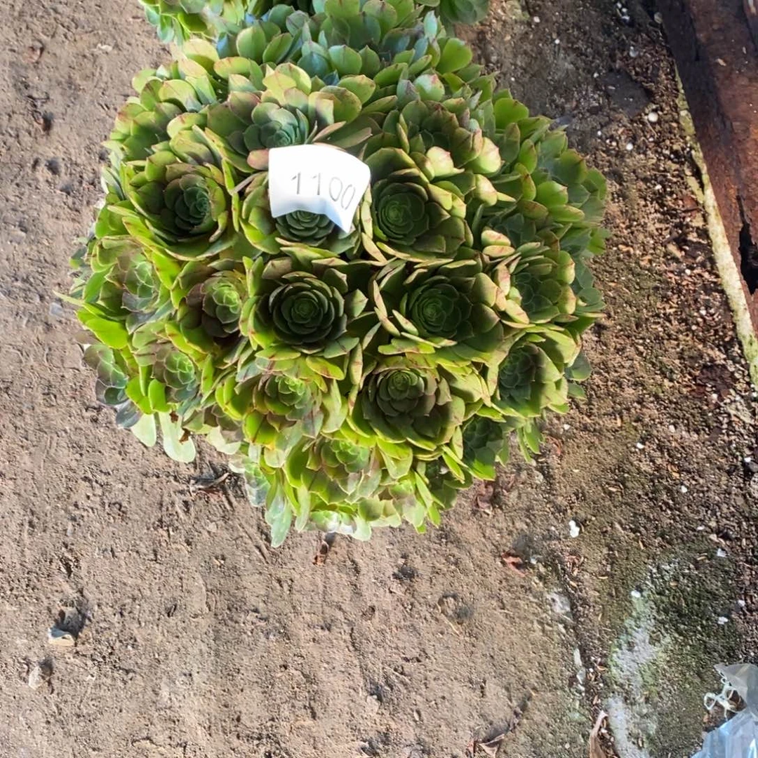 万拉丝1100号多肉