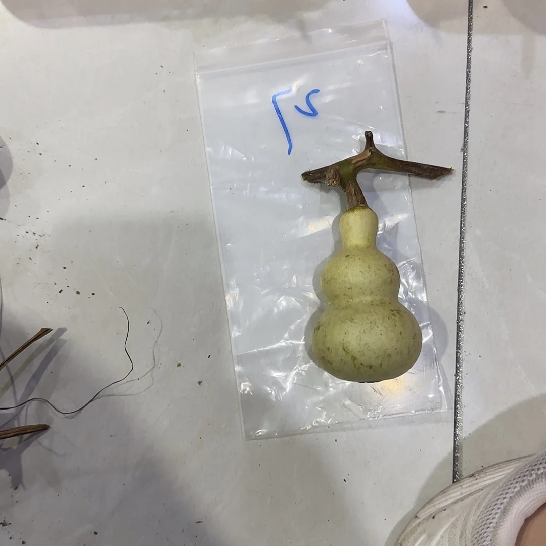 小***家青皮不包成青皮不包成