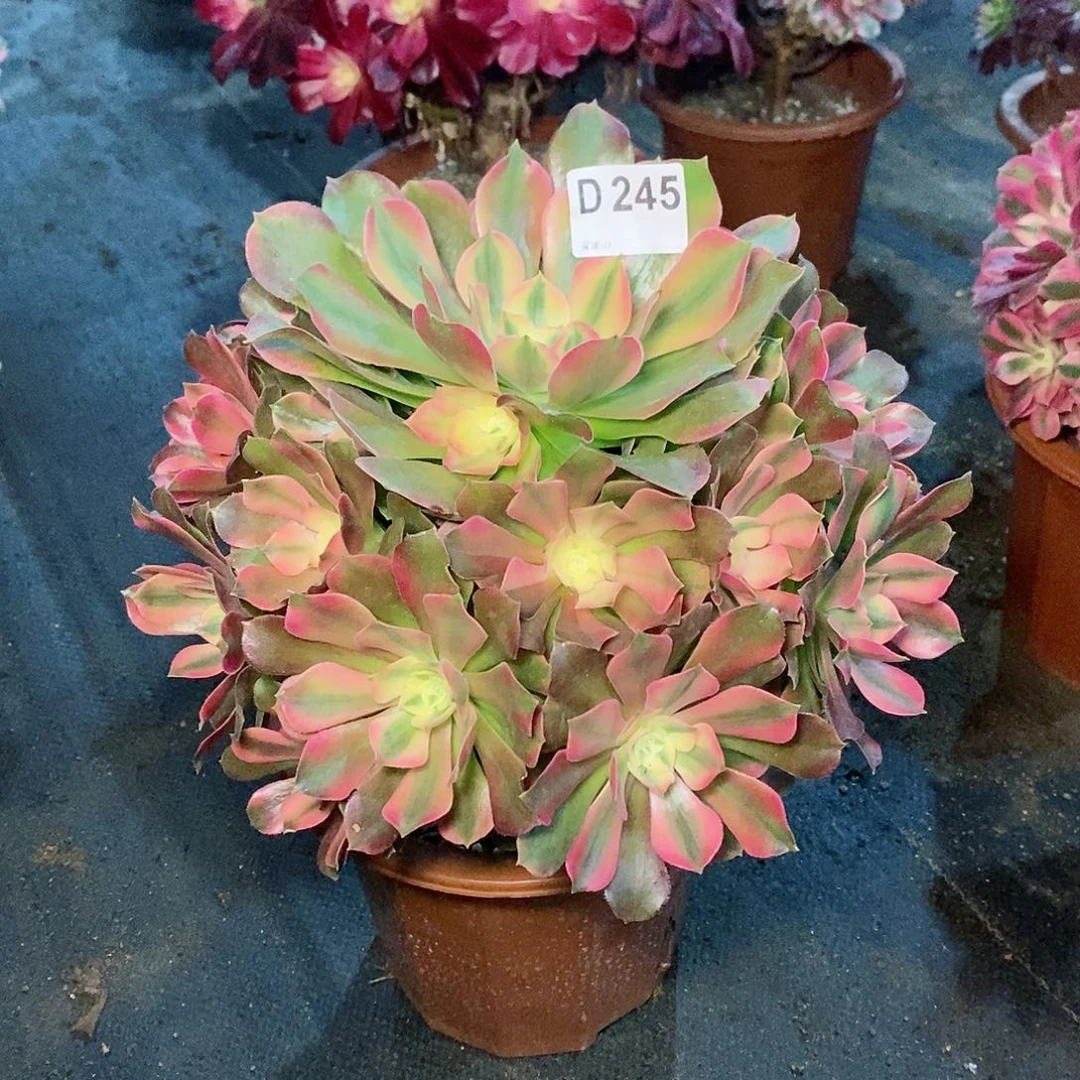 香妃245炖肉11111