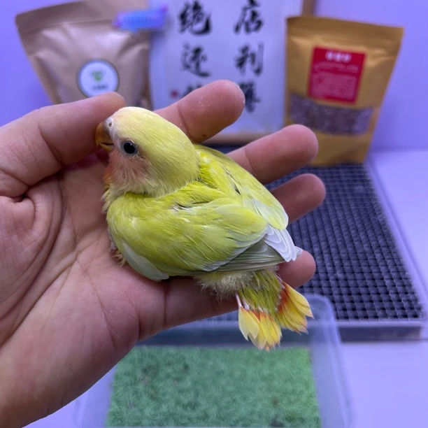 精品红头澳闪公I07071