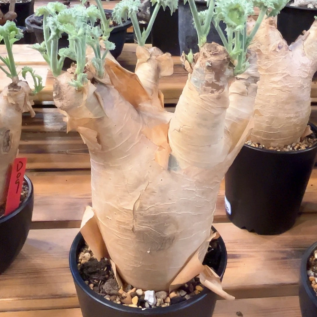 潮流植物产地安哥拉葡萄翁，手捧花