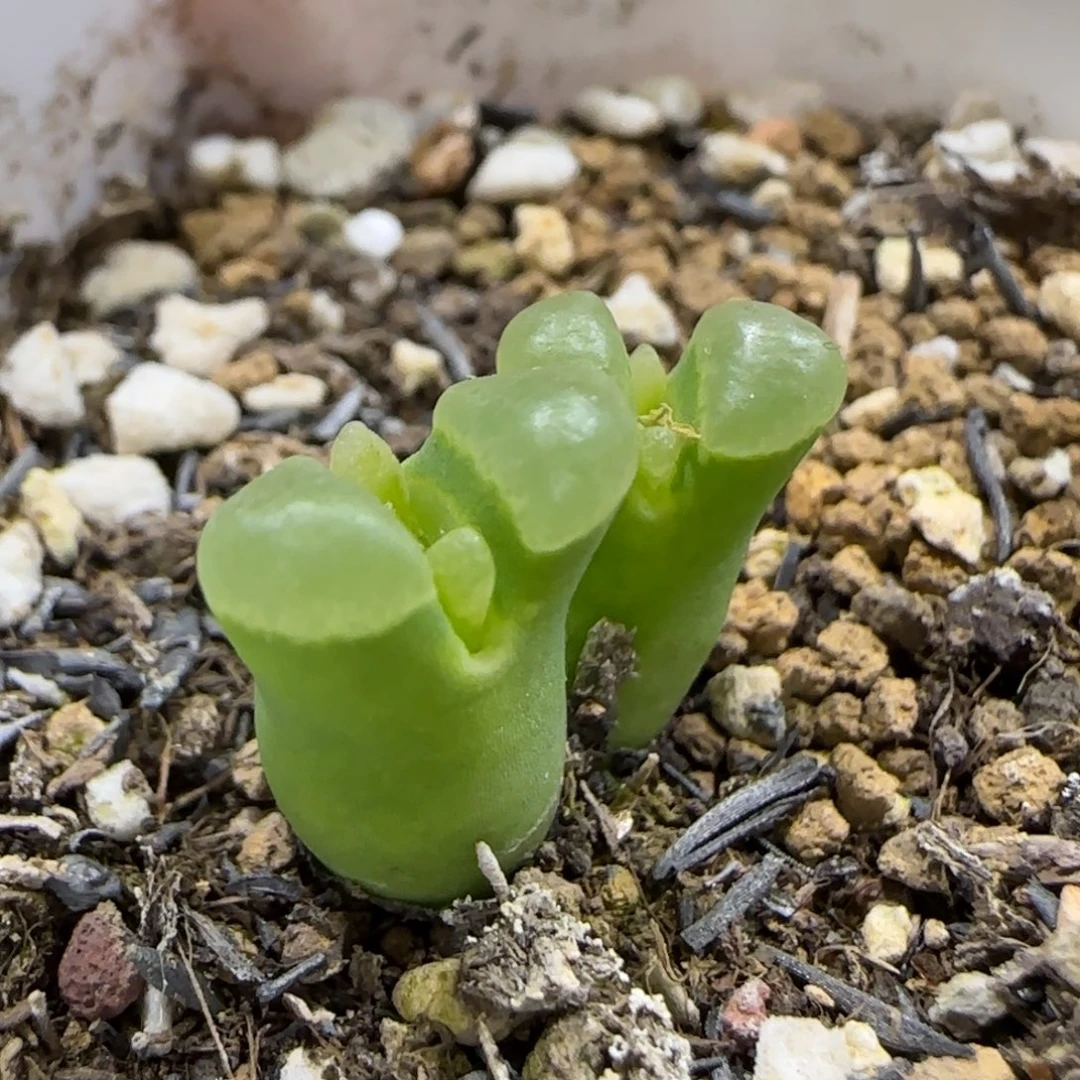 12.11。脱土发。佛度。  2040