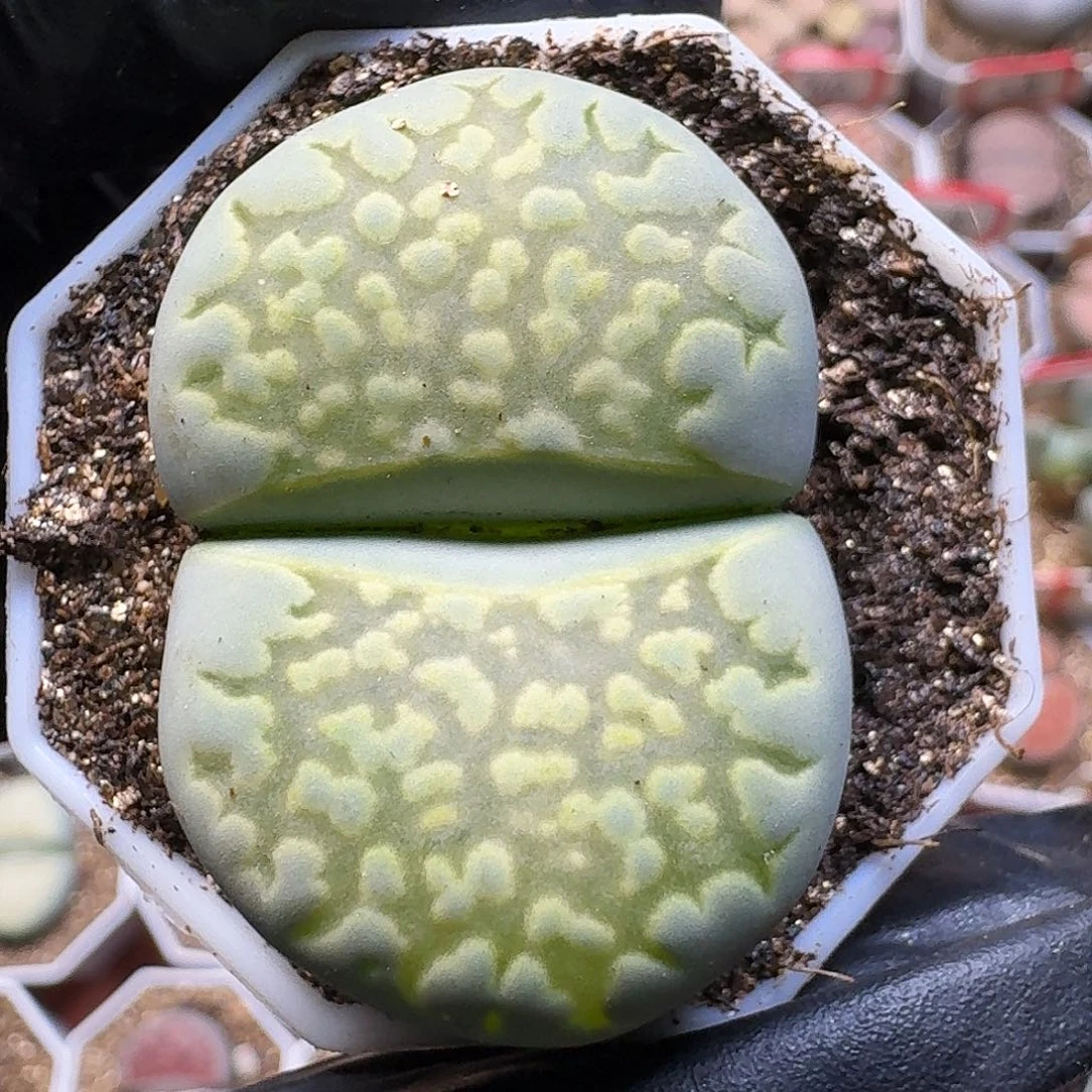 ****。生石花111111。    251