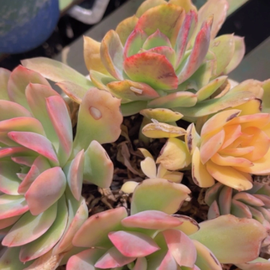 【闪购商品】绮罗锦0629