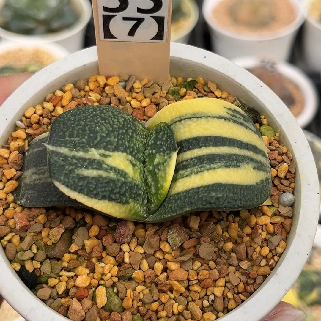 55-7珍珠卧牛寿锦福利